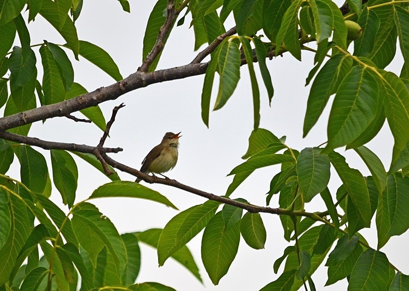 Marsh Warbler - Romania