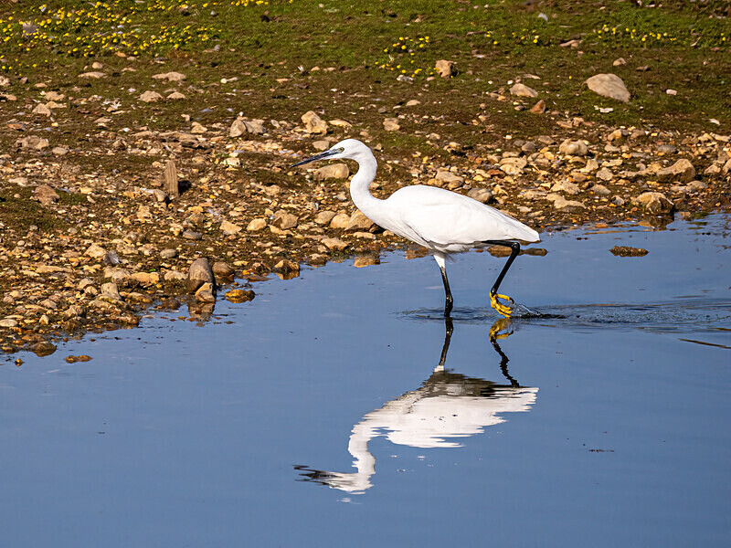 Little Egret - Latest photos
