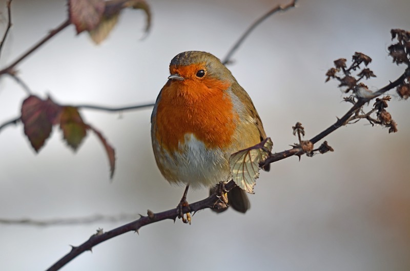 Robin - Robins