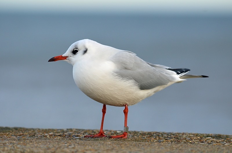 Black-headed Gull - Gulls