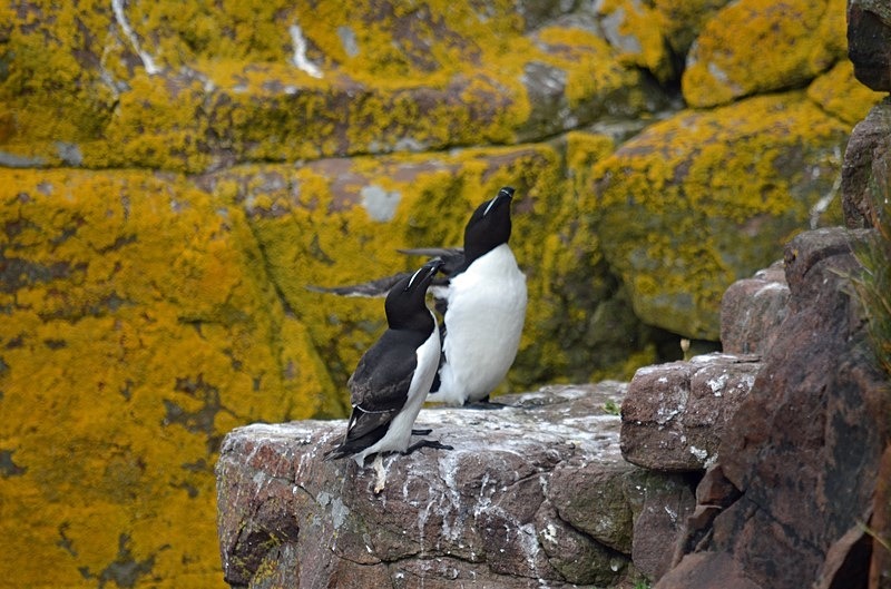 Razorbills - Auks