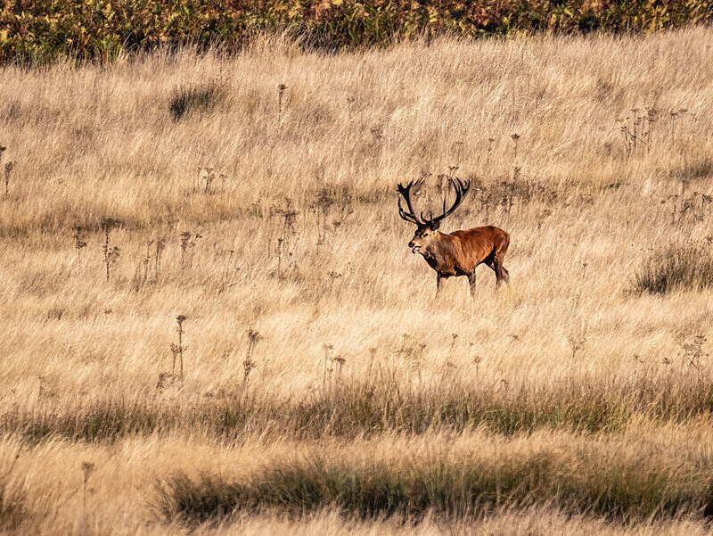 Red Deer - Latest photos