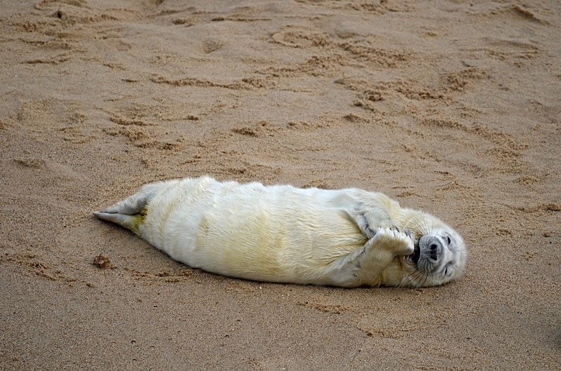 Atlantic Grey Seal - Atlantic Grey Seals