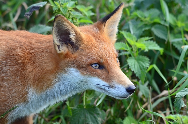 Red Fox - Red Fox