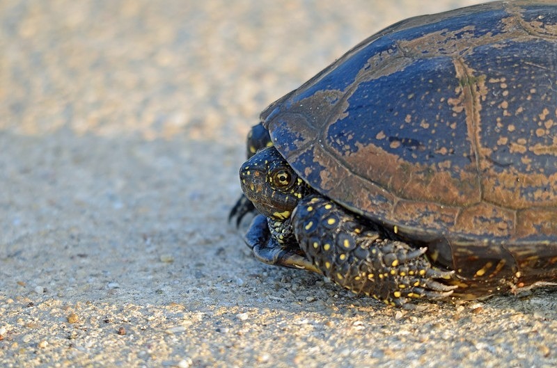 European Pond Terrapin