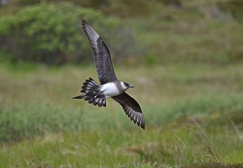 Arctic Skua - Skuas and shearwaters