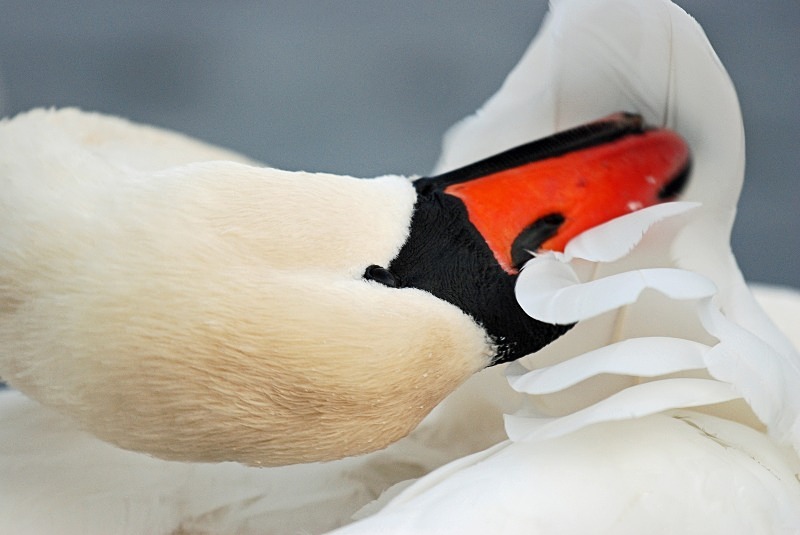 Mute Swan - Mute Swans