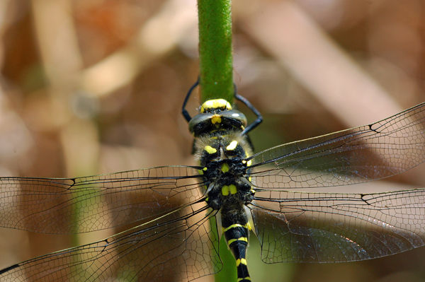 Golden-ringed Dragonfly - Dragonflies and damselflies