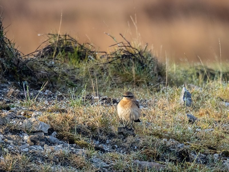 Northern Wheatear - Chats