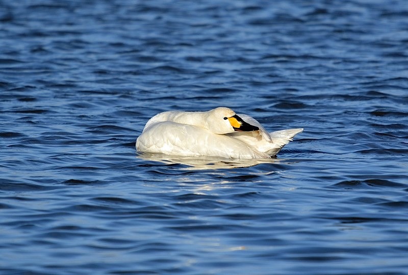 Bewick's Swan - Whooper and Bewick's Swans
