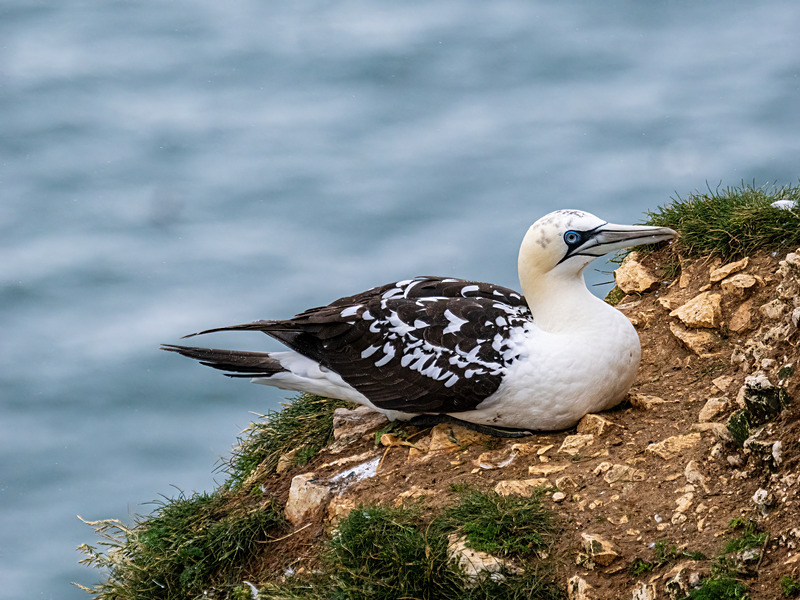 Gannet - Latest photos