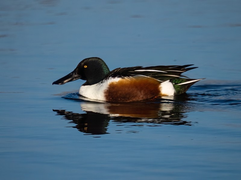 Shoveler - Dabbling ducks