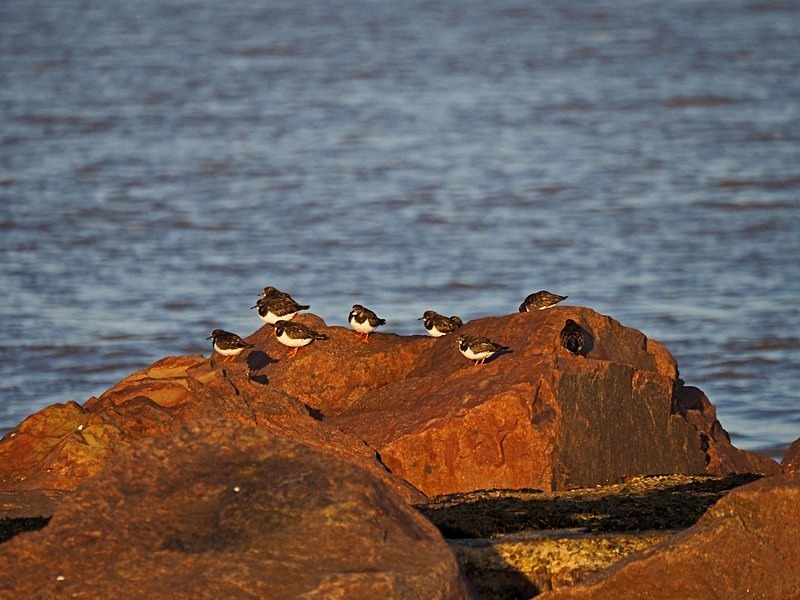 Turnstones - Sandpipers
