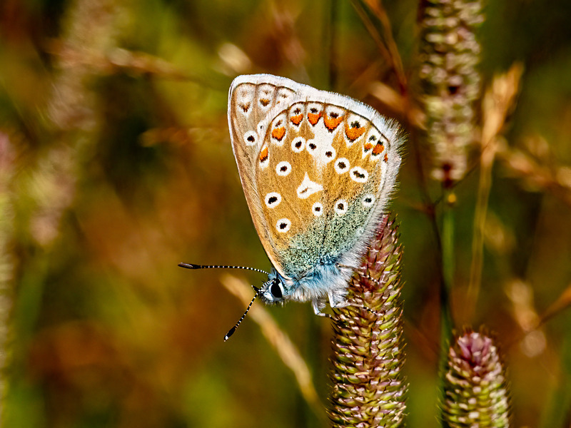 Common Blue - Latest photos