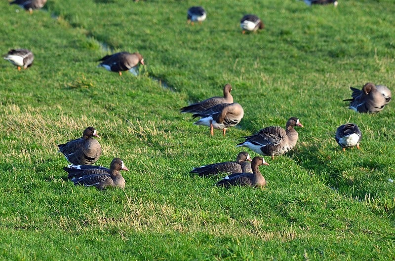 Greater (Russian) White-fronted Goose - Netherlands - December 2019