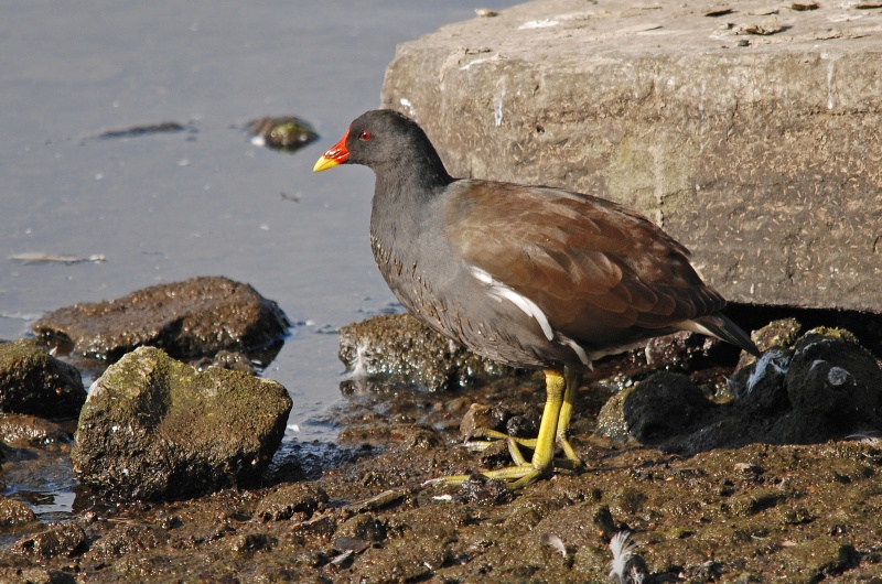 Moorhen - Crakes and rails