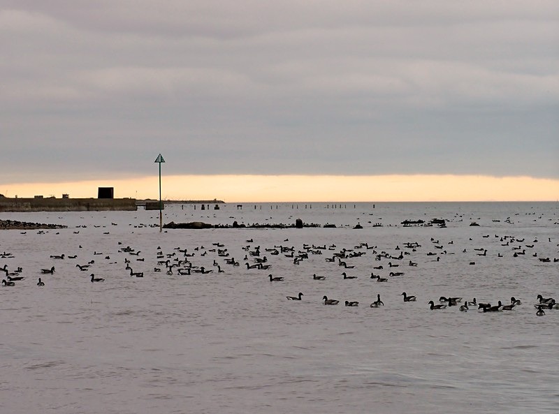 Dark-bellied Brent Geese - Black geese