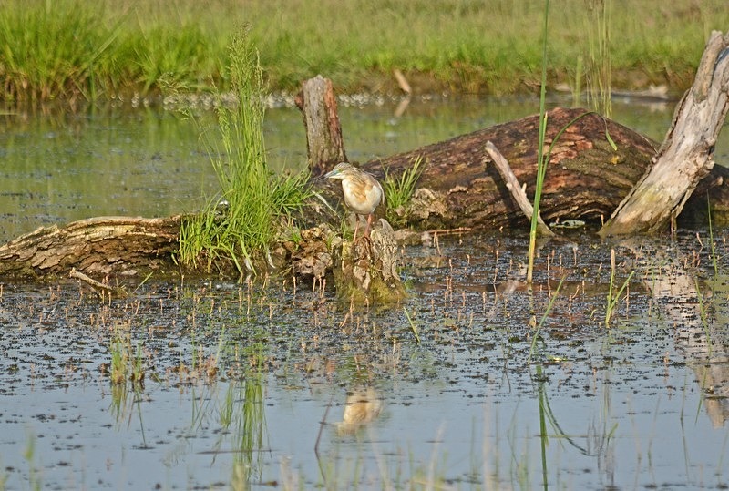 Squacco Heron - Hungary