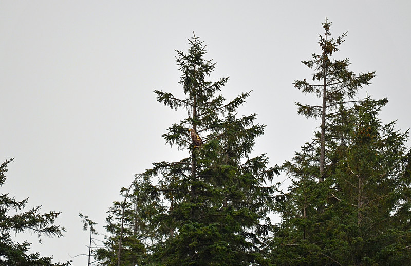 White-tailed Eagle - Birds of prey