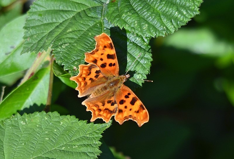 Comma - Butterflies