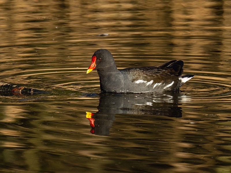 Moorhen - Crakes and rails