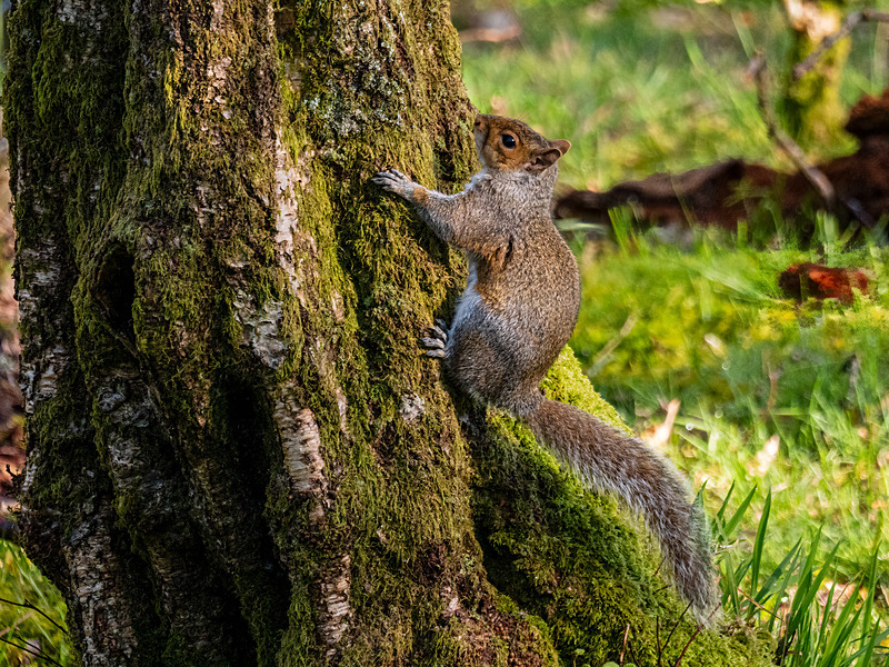 Grey Squirrel - Latest photos