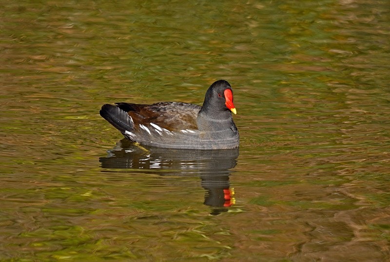 Moorhen - Crakes and rails