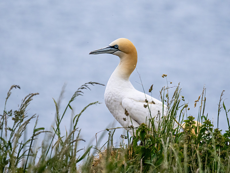 Gannet - Latest photos