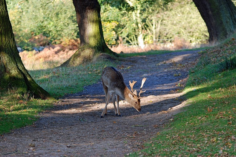 Fallow Deer - Fallow Deer