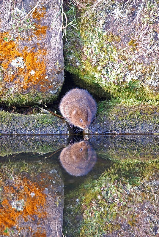 Water Vole - Water Voles