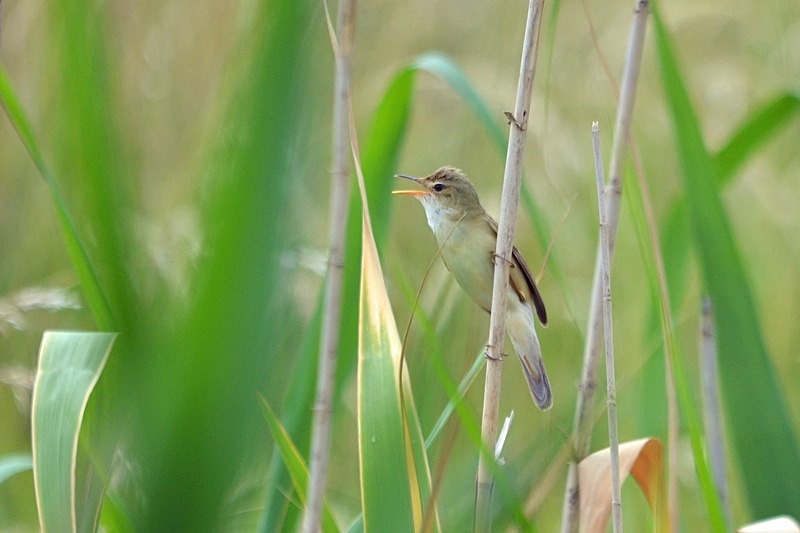 Marsh Warbler