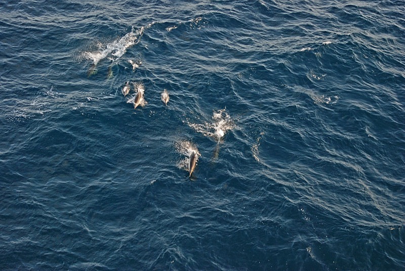 Common Dolphin - Whales and dolphins
