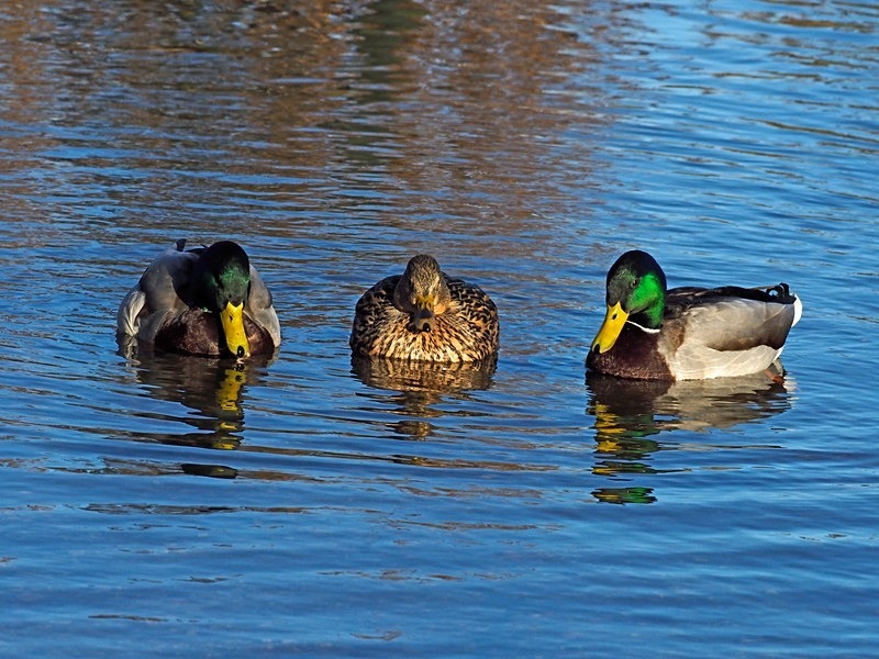Mallards - Dabbling ducks