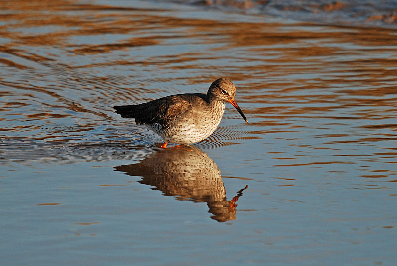 Common Redshank - Sandpipers