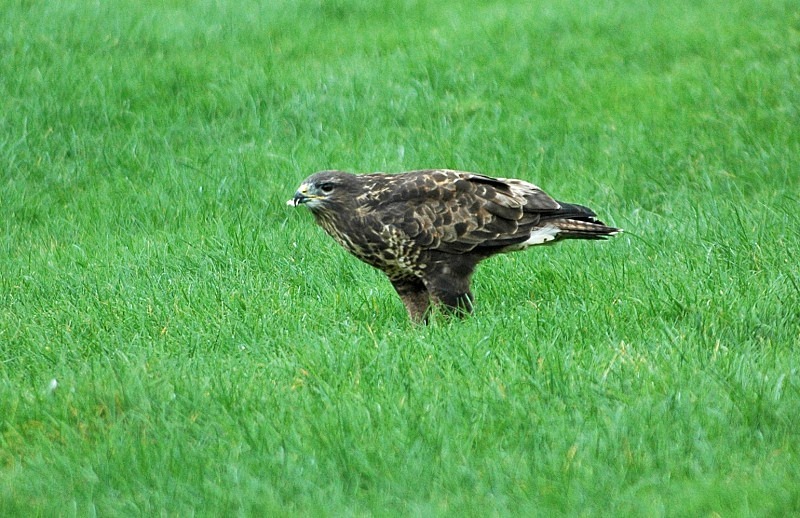 Common Buzzard - Birds of prey