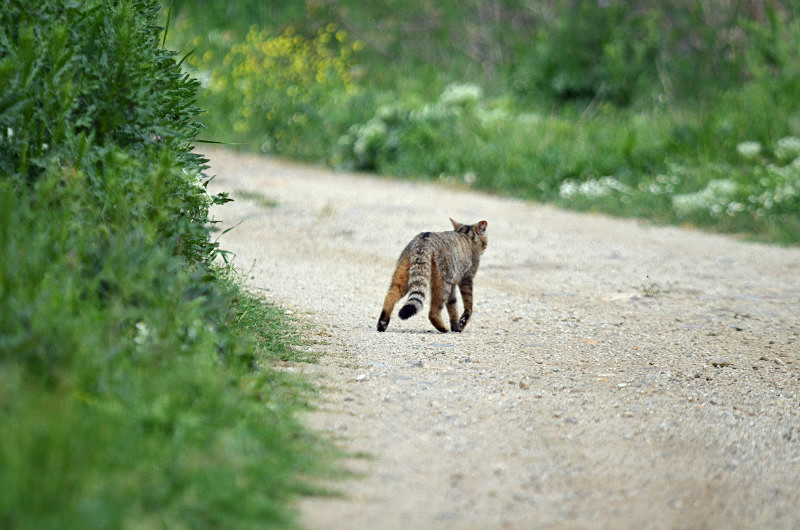 European Wild Cat - East Macedonia and Thrace