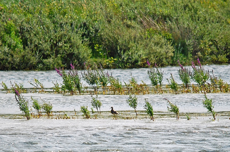 White-tailed Lapwing - Plovers
