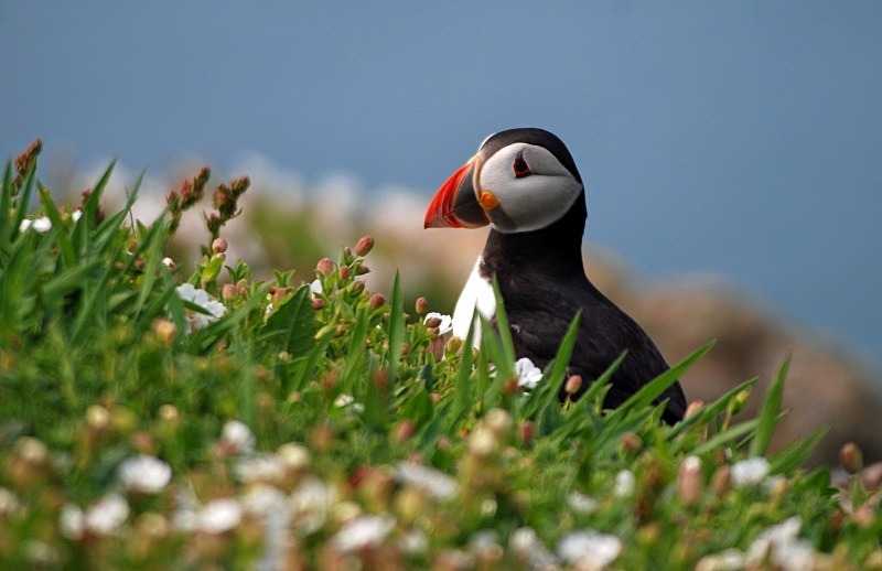 Puffin - Puffins