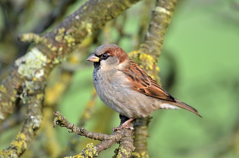 House Sparrow - Sparrows