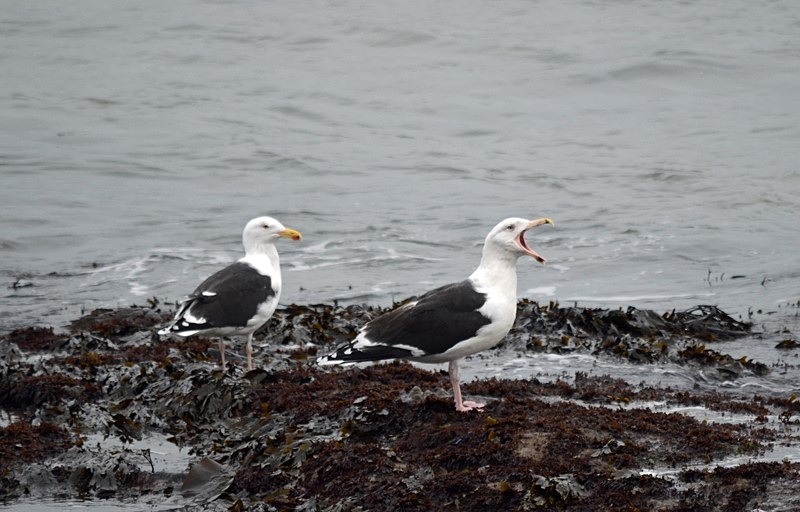 Great Black-backed Gulls - Ireland - January and February 2020