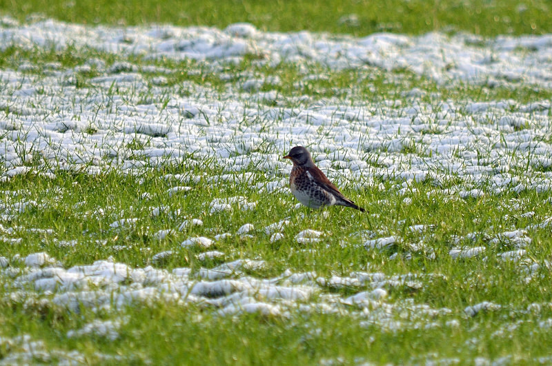 Fieldfare - Thrushes