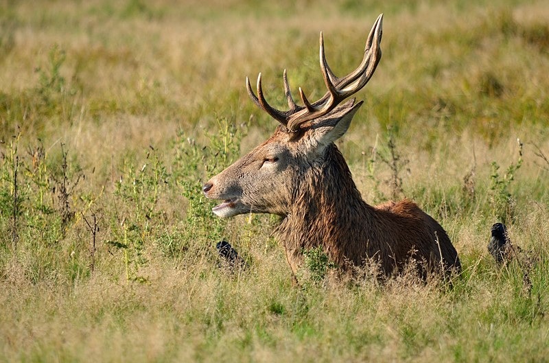 Red Deer - Red Deer
