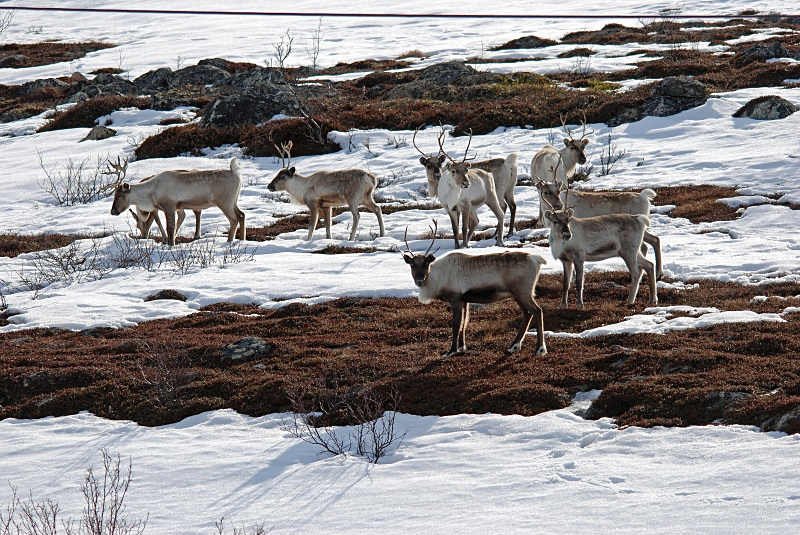 Reindeer - Norway