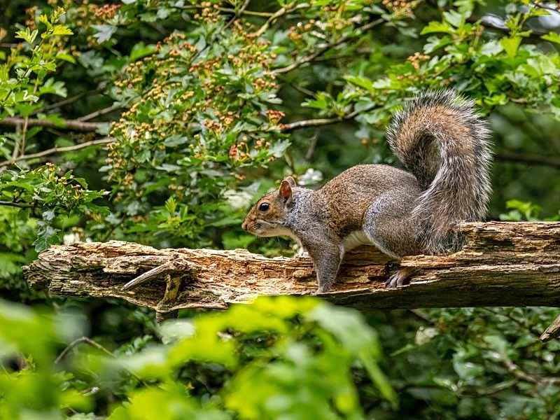 Grey Squirrel - Grey Squirrels