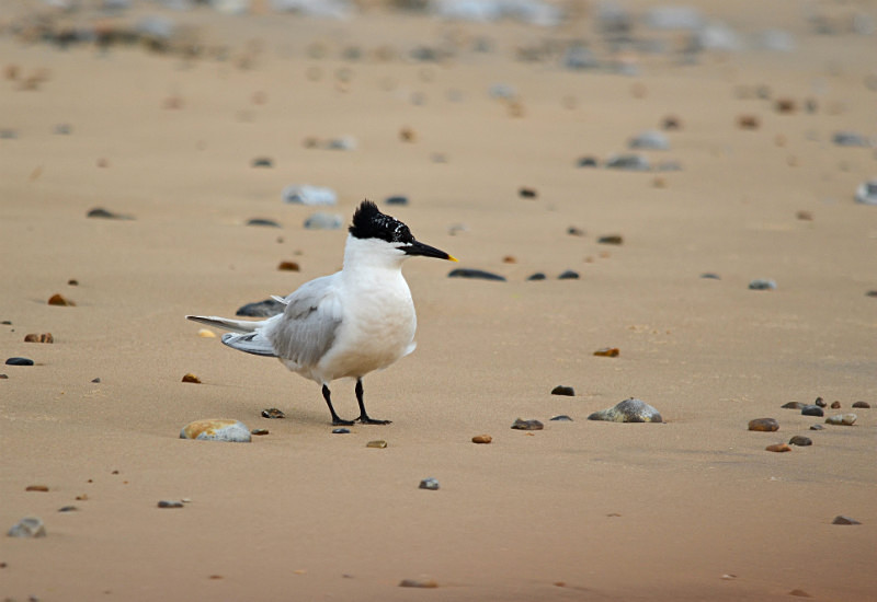 Sandwich Tern - Terns