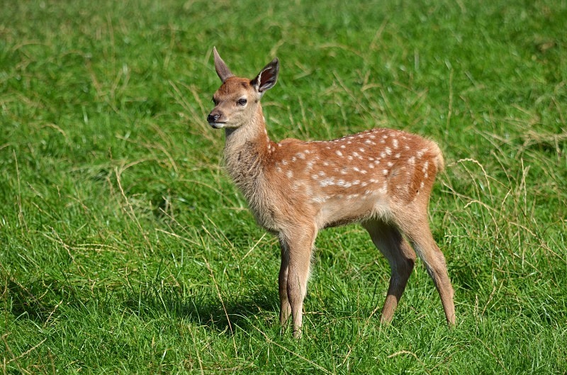 Red Deer