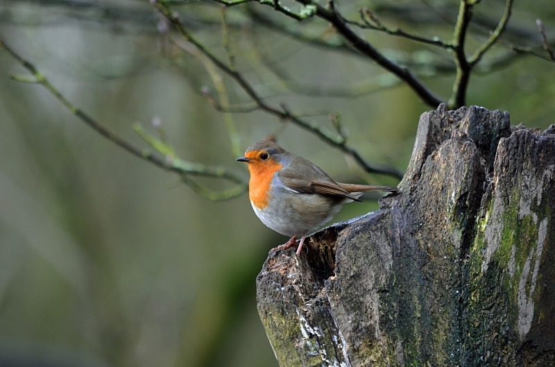 Robin - Robins