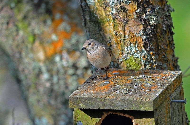Common Redstart - Chats