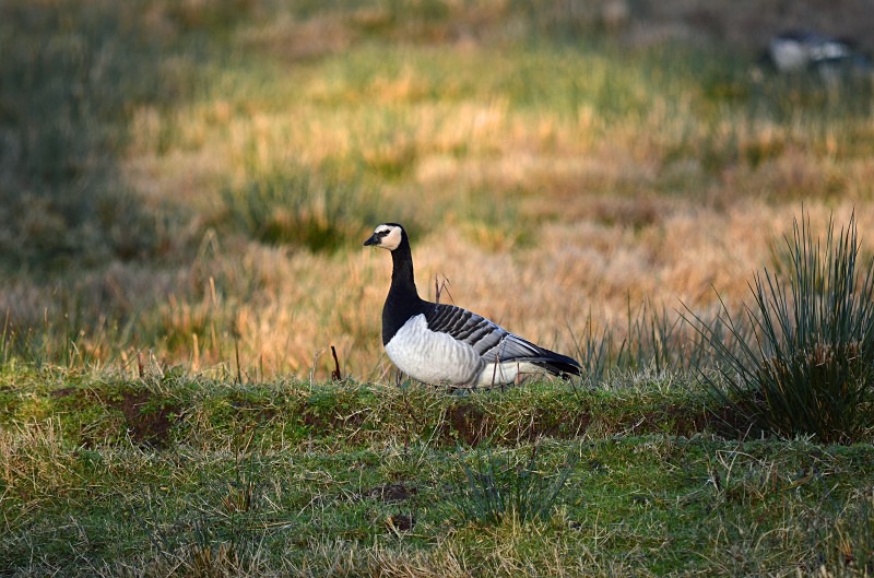 Barnacle Goose - Black geese