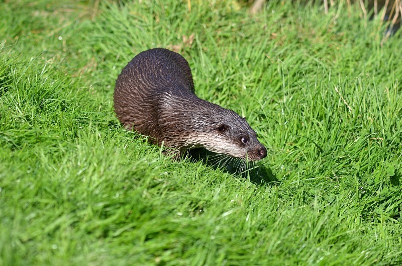 Otter - Otter